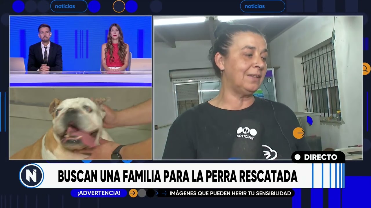 Maltrato animal: buscan una familia para la perra rescatada | TELEFE ROSARIO