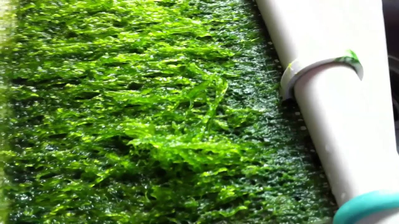 LED Algae Scrubber Day by Day on Salt Water Reef