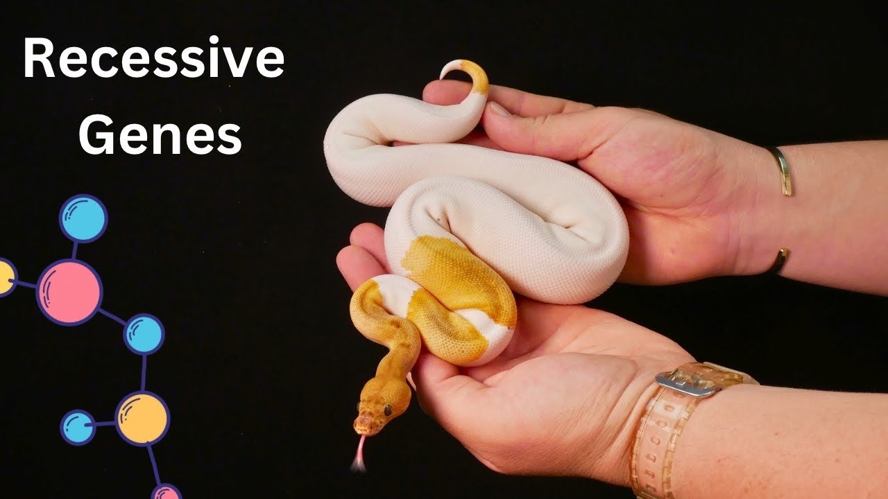 Recessive Ball Python Genetics 101