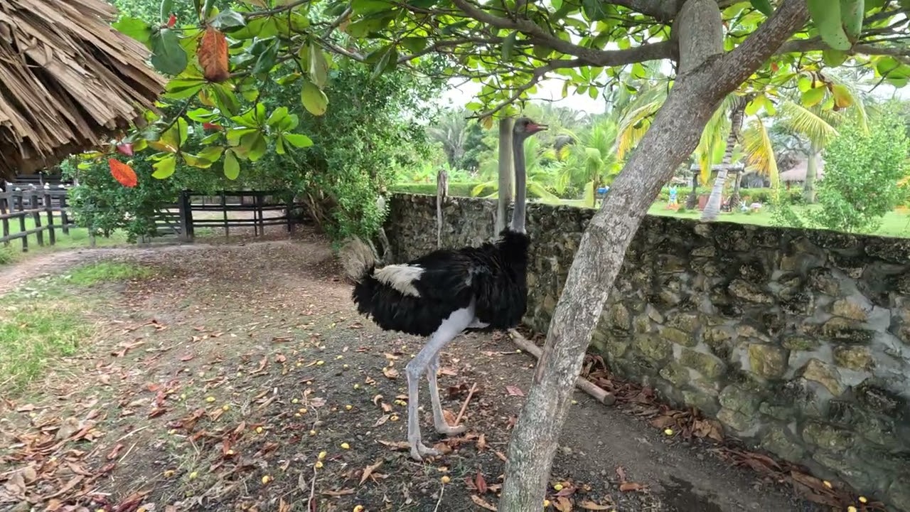 Plus Ultra Antioquia's Puerto Rey Beach Resort Ostrich