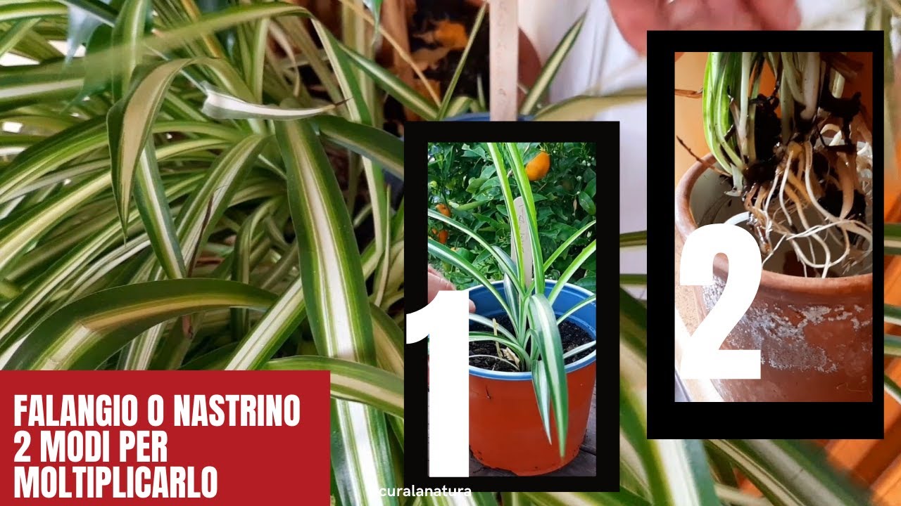 Falangio o Nastrino, Come Moltiplicare Il FALANGIO Per Stolone