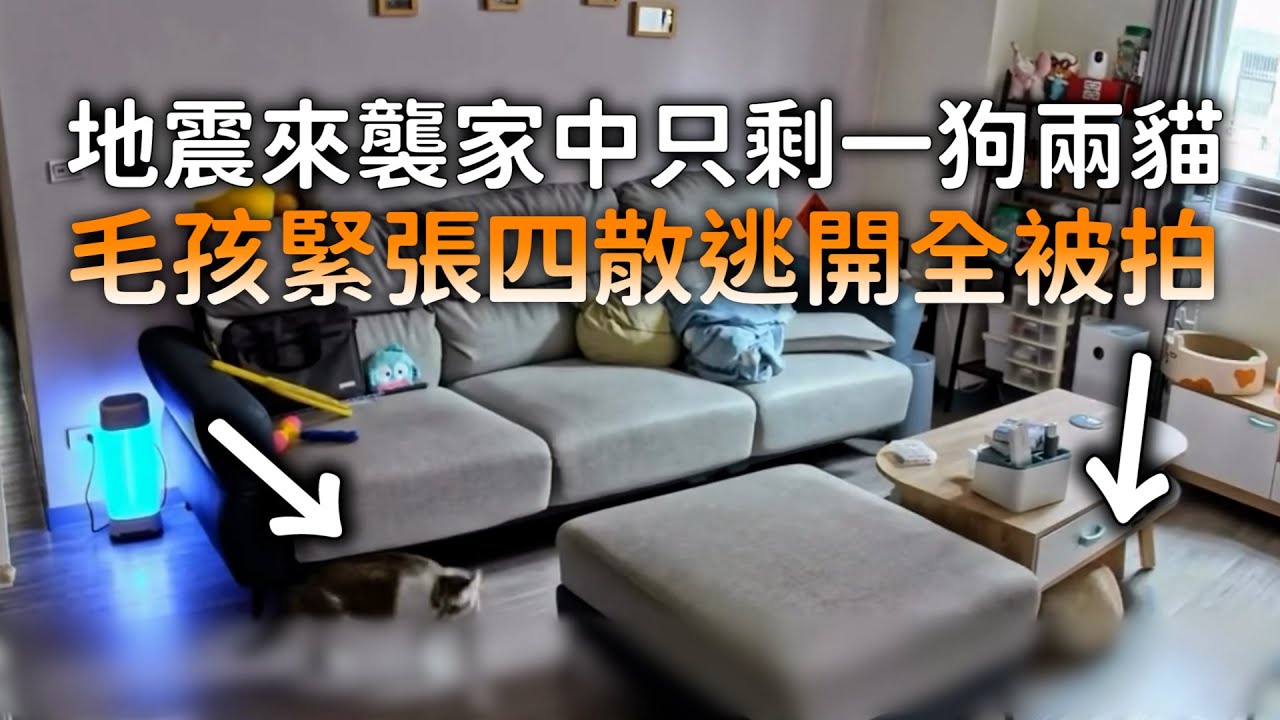 地震來襲家中只剩一狗兩貓　毛孩緊張四散逃開全被拍