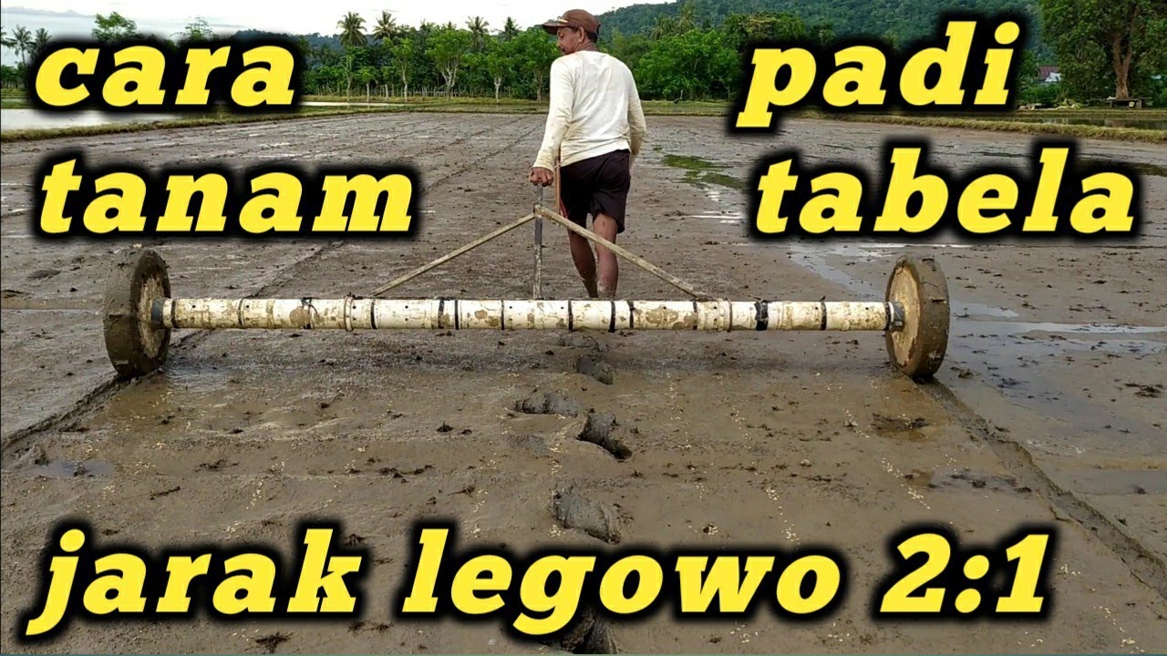 tanam padi tabela !! tanam padi tabela sistem jarak legowo 21 ( legowo dua satu )