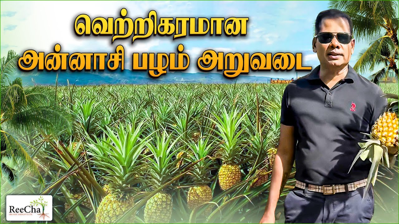 ReeCha Pineapple Harvesting Vlog | Best Farm House in Sri Lanka | BK in Reecha