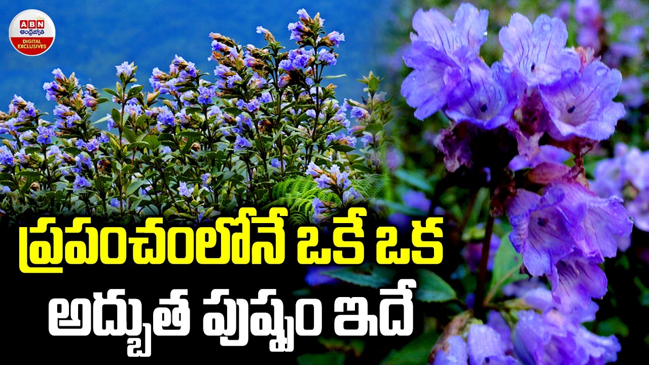 ప్రపంచంలోనే ఒకే ఒక అద్బుత  పుష్పం ఇదే | Speciality Of Neelakurinji Flowers | ABN Digital