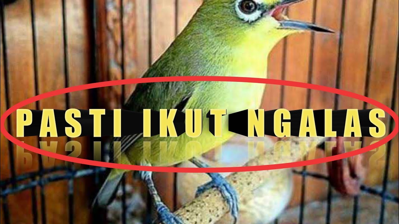 JANGAN DI KLIK.!!! Nanti Plecimu Bisa Buka Paruh