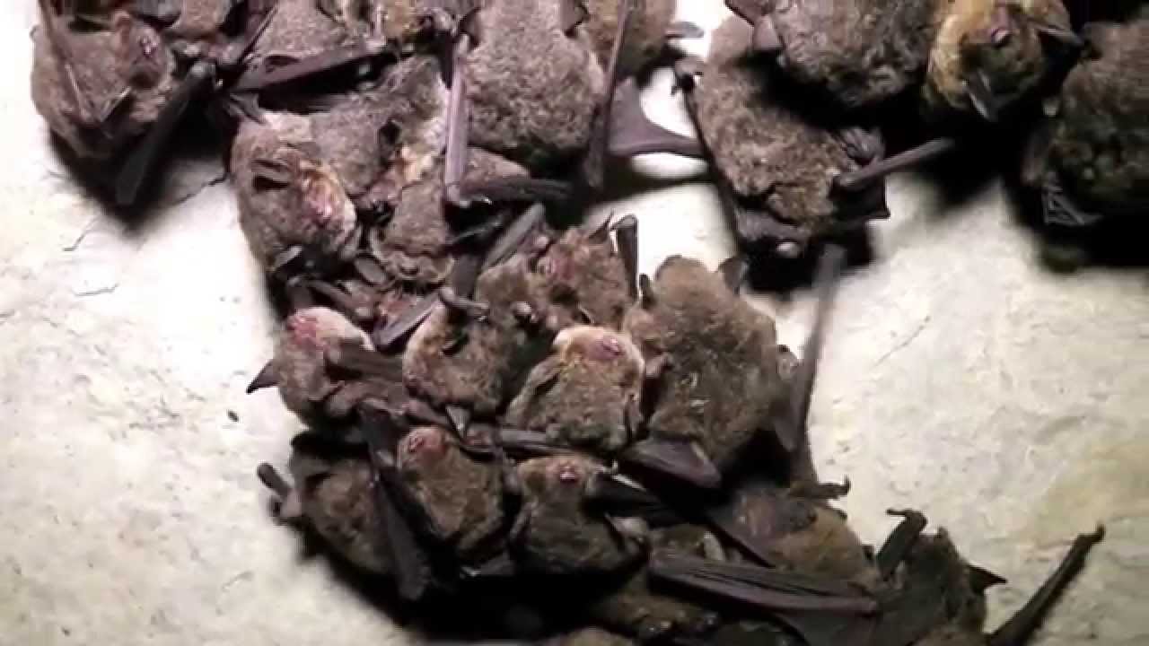 Spring Migration of the Indiana Bat