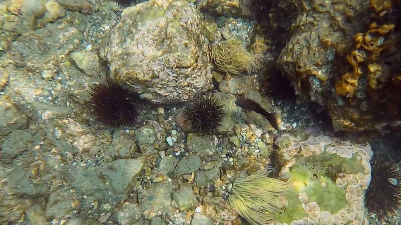 Parablennius pilicornis (G. Cuvier, 1829)