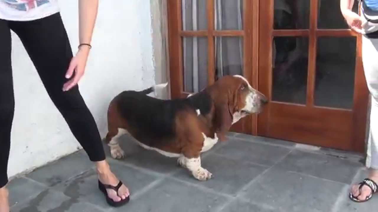 Informe de raza:  Basset Hound