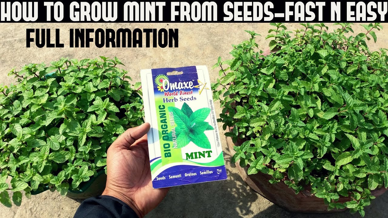 How To Grow Mint From Seeds (FULL UPDATES)