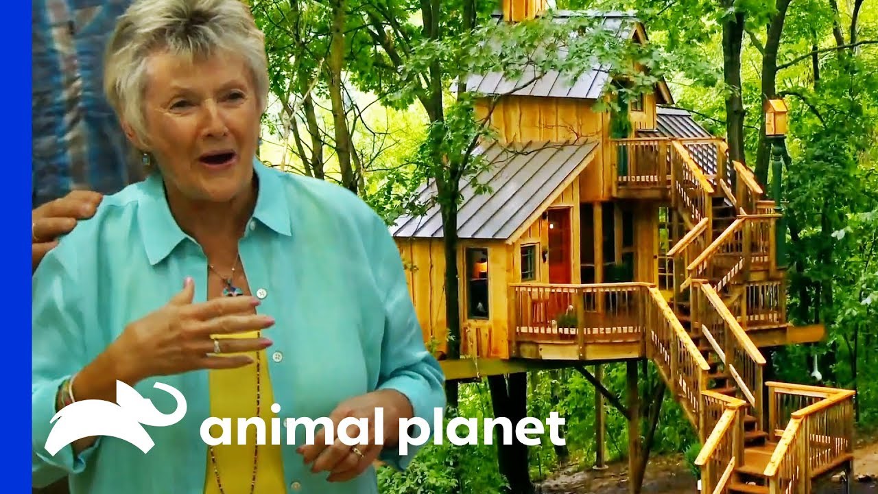 A Breathtaking Birdhouse Treehouse For Making The Most Of Retirement | Treehouse Masters