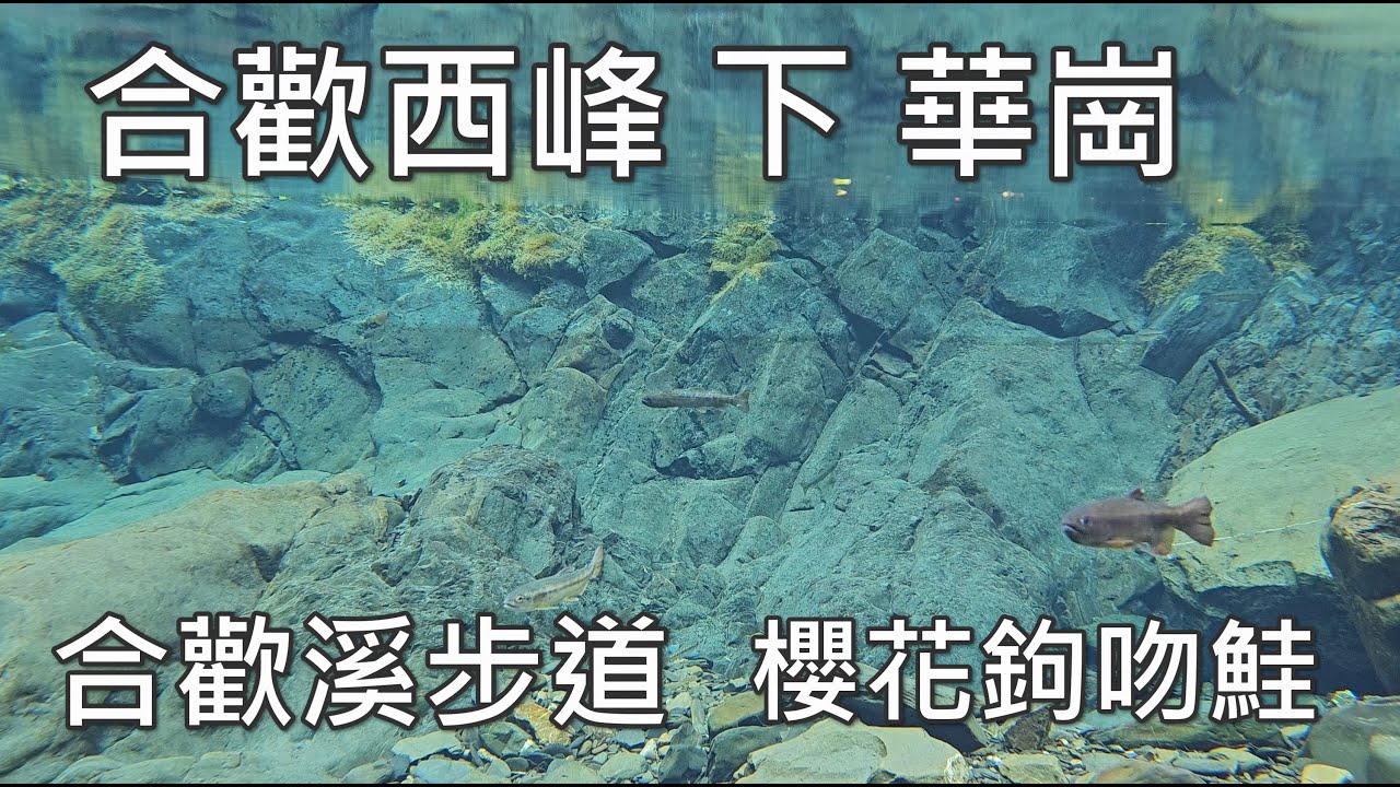 [百岳] [全程紀錄] 合歡西峰下華崗 全紀錄 (合歡溪步道看國寶魚櫻花鉤吻鮭)