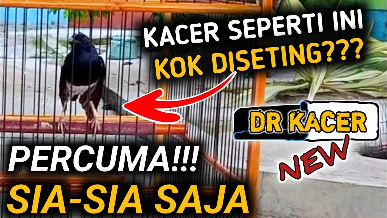 TONTON SEKARANG!! KACER SEPERTI INI JANGAN DISETING PERCUMA
