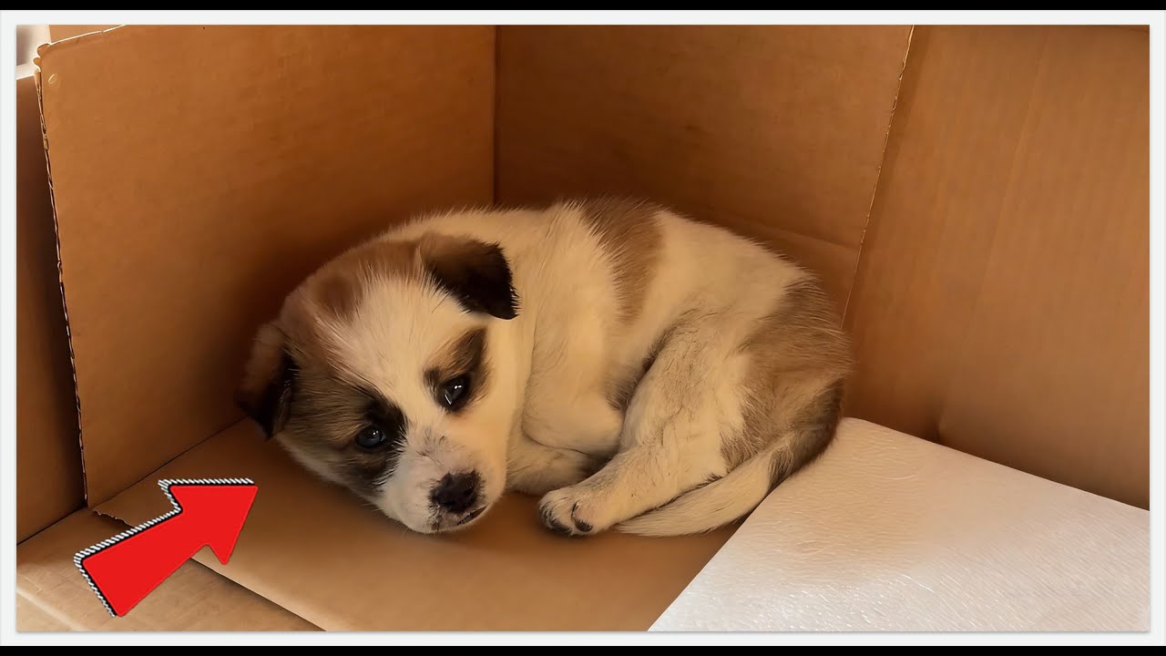 🐶Why Rescuing This Stray Dog Was a ‘Mistake’?#rescue #rescueefforts #dog #pets