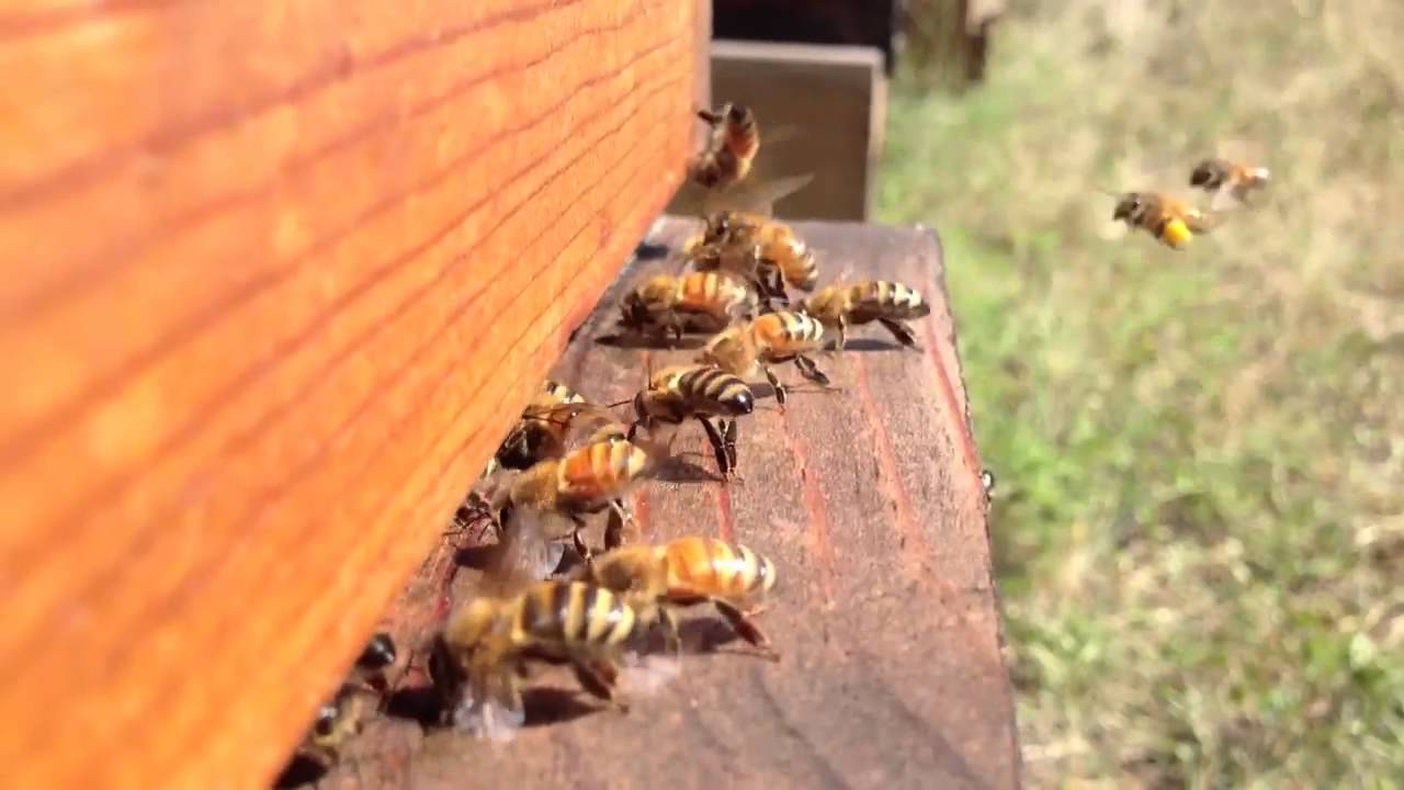 Bees fanning at hive entrance