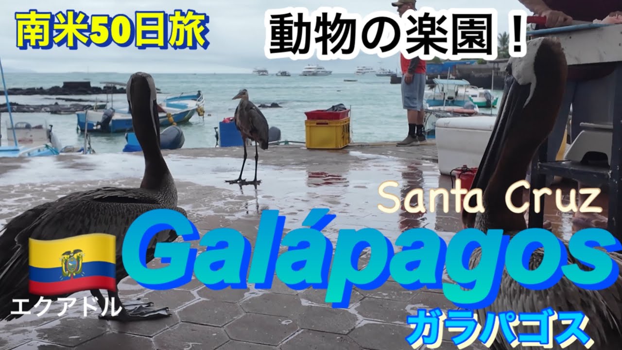 想像以上！これぞガラパゴス！
