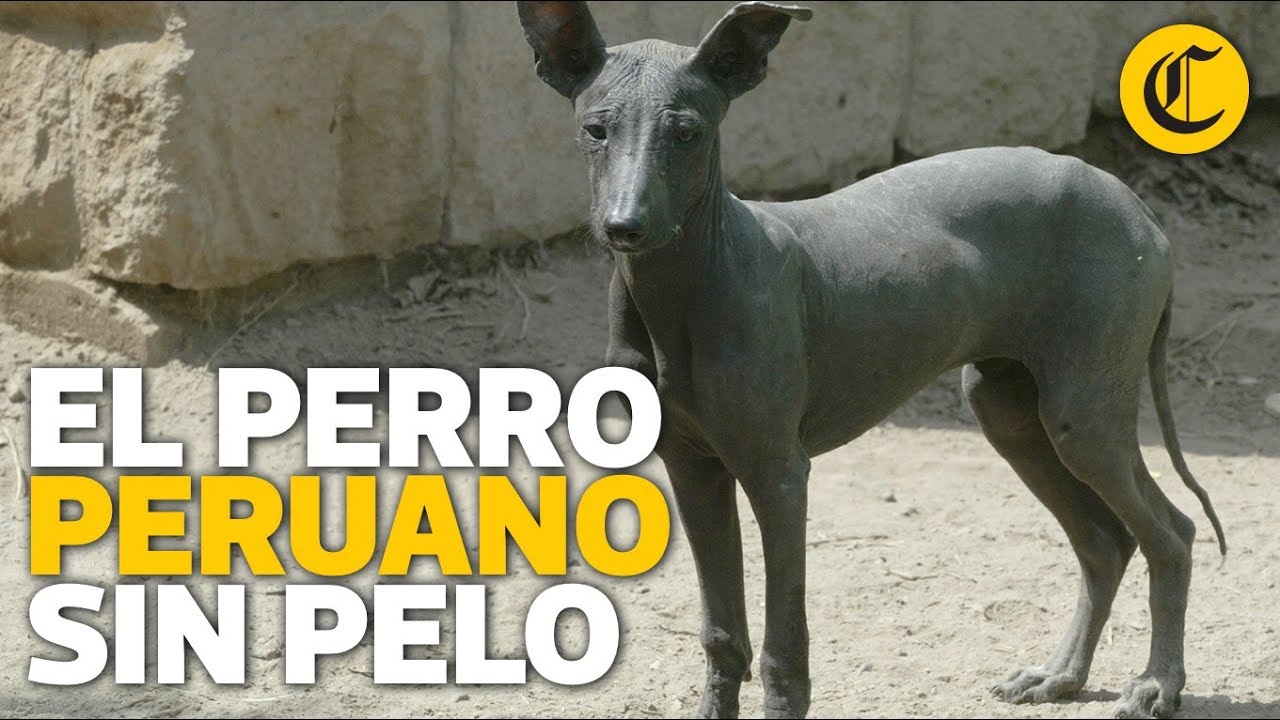 El perro peruano cumple 24 años como raza oficial