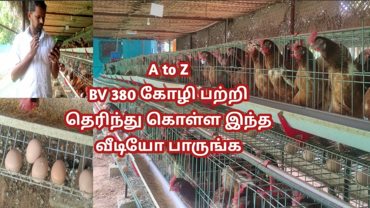 BV 380 கோழி பற்றிய முழு விவரம் || சம்பன்குளம் BV 380 கோழி பண்ணையை வாங்க பார்க்கலாம் part- 2