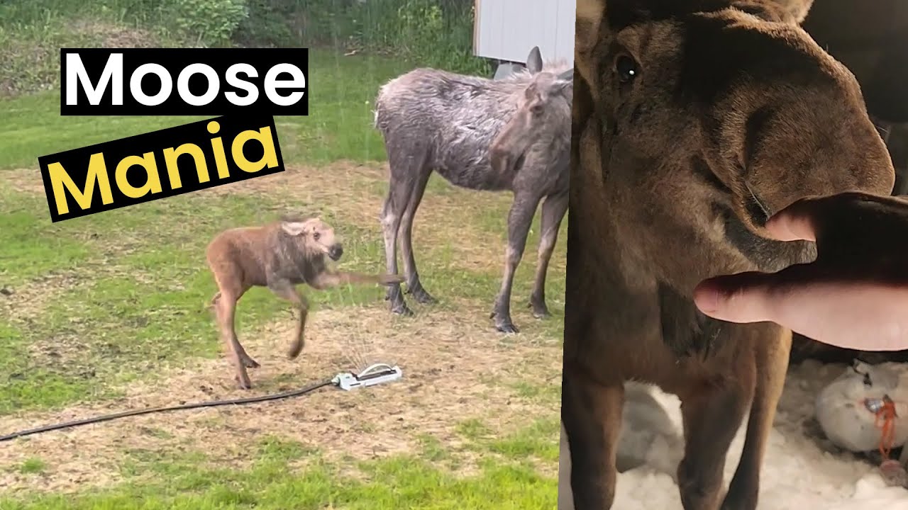 15 Marvelous Moose Moments