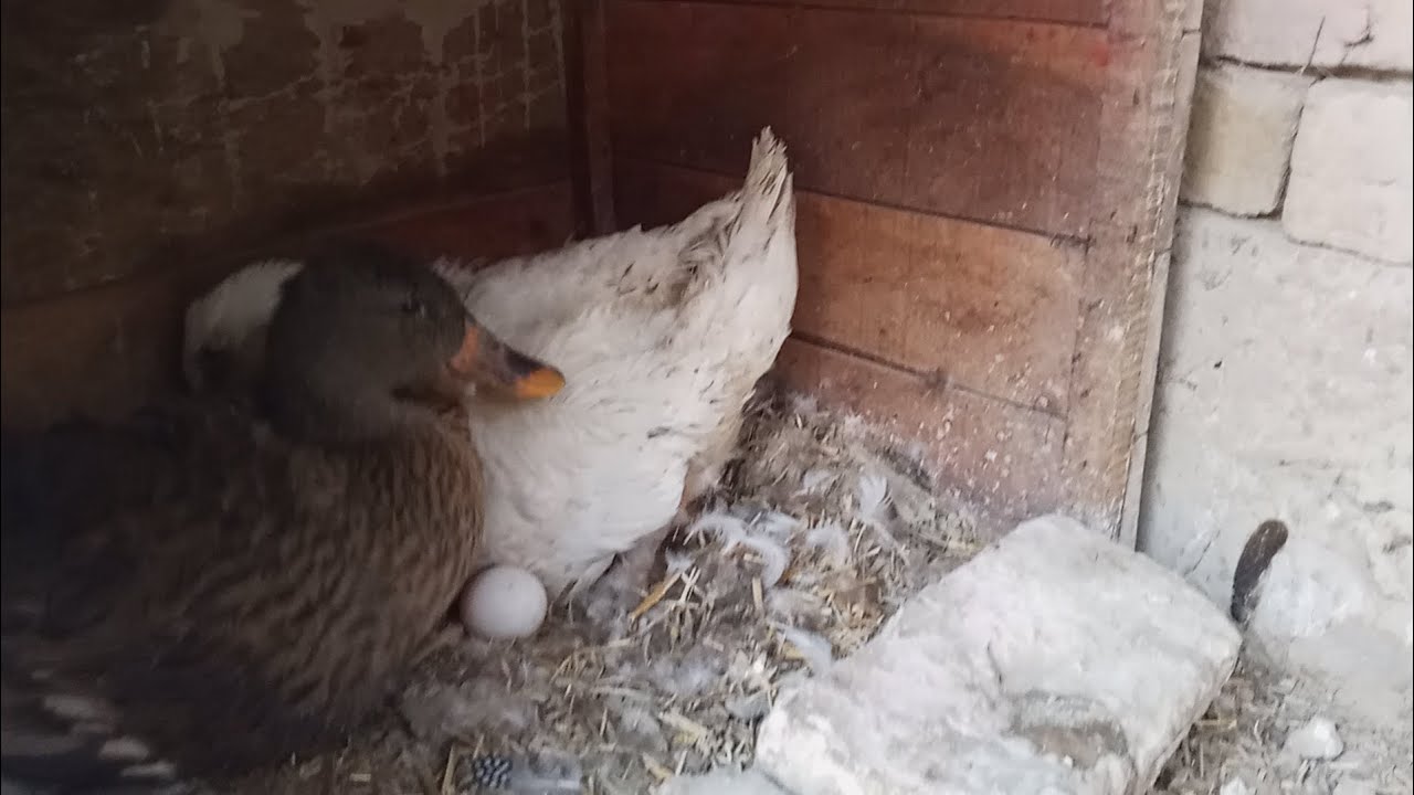 Aaj hamary mini duck 🦆 KY male NY kamal kr dia😘🥰😘😘😘🥰😘