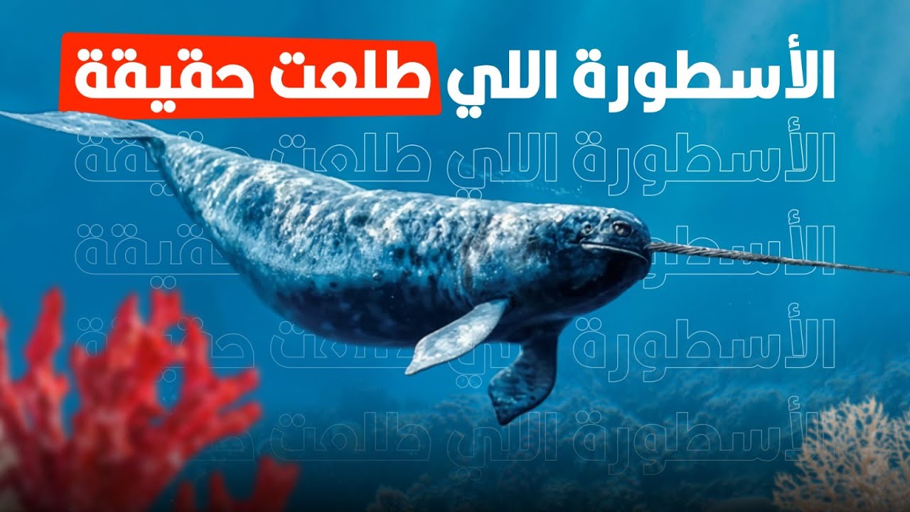 حوت النروال العجيب.. وحيد قرن البحار