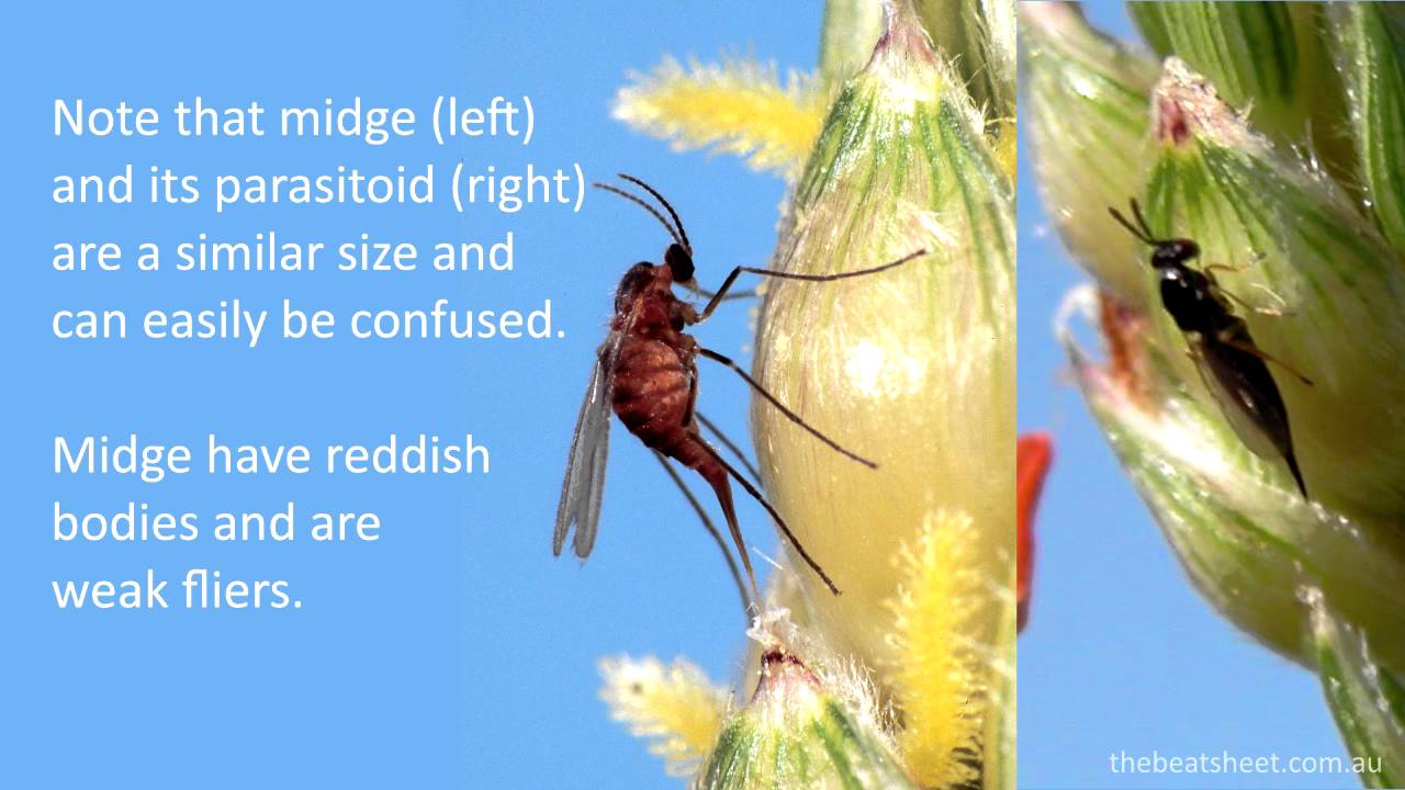 Sampling for insects in sorghum