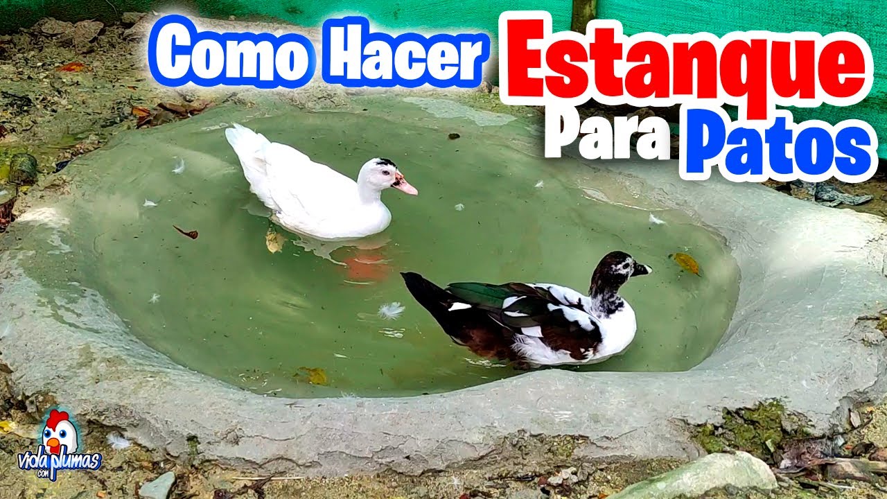 Como hacer un Estanque para Patos o Gansos