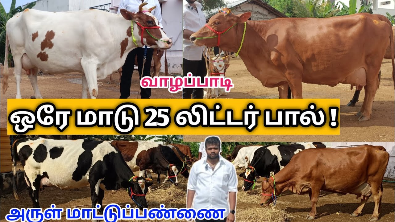 25 லிட்டர் கறவைக்கொண்ட HF&ஜெர்சி மாடுகள் விற்பனைக்கு | Arul dairy farms | Tamilnadu cow for sales |