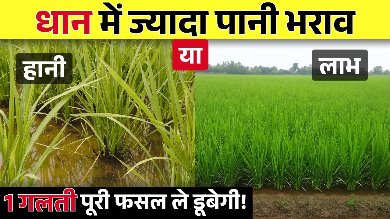 धान में ज्यादा पानी दिया? तो फसल बर्बाद! कल्ले रोकने वाली बड़ी वजह खुली! | dhan me pahla khad | dhan