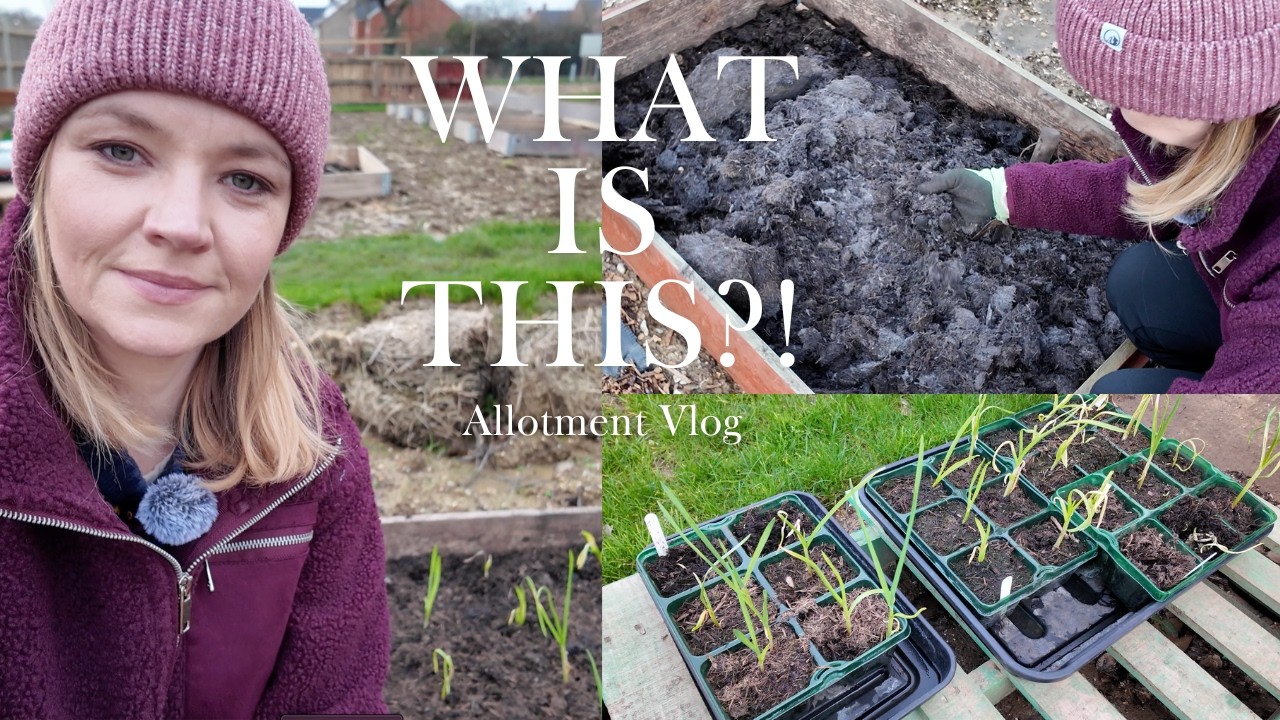 I Planted Garlic in Raised Beds… But First I Opened the Compost Bags 😳 | Allotment Transformation