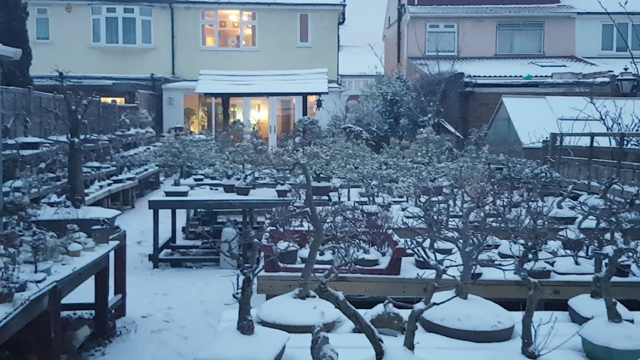 From 34C To -4C And Snow on my Bonsai Trees