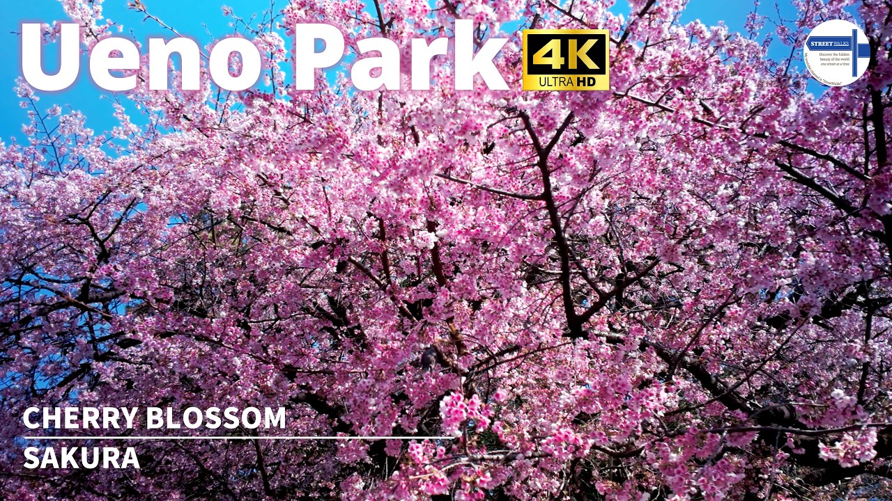 【SAKURA】Tokyo Sakura Walk 🌸 Ueno Park Cherry Blossoms | Japan 4K