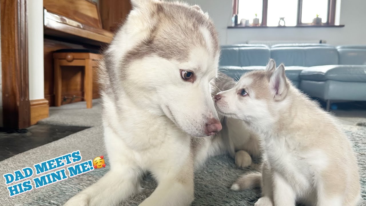 Dad Husky Meets His Mini Me Daughter For The First Time!🥰. She Was SO BRAVE!