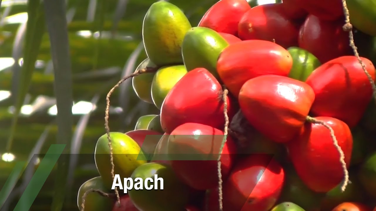 Apach - TvAgro por Juan Gonzalo Angel Restrepo