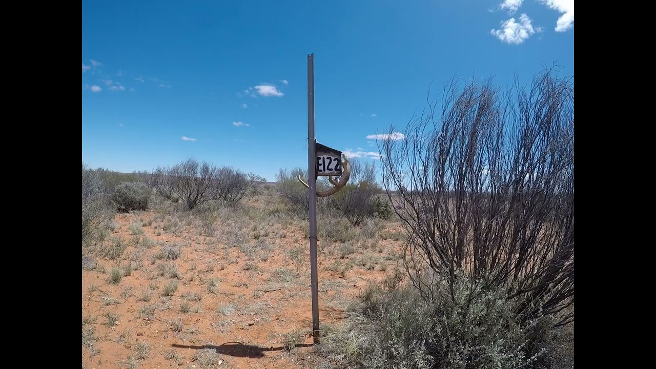 Predation by Gould's monitor of a zebra finch nest in the wild on 16th October 2023