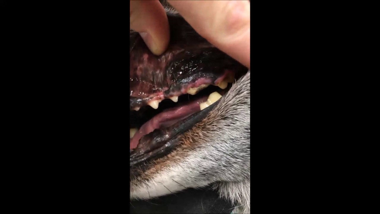 Broken tooth in a Dog Carnassial Fracture