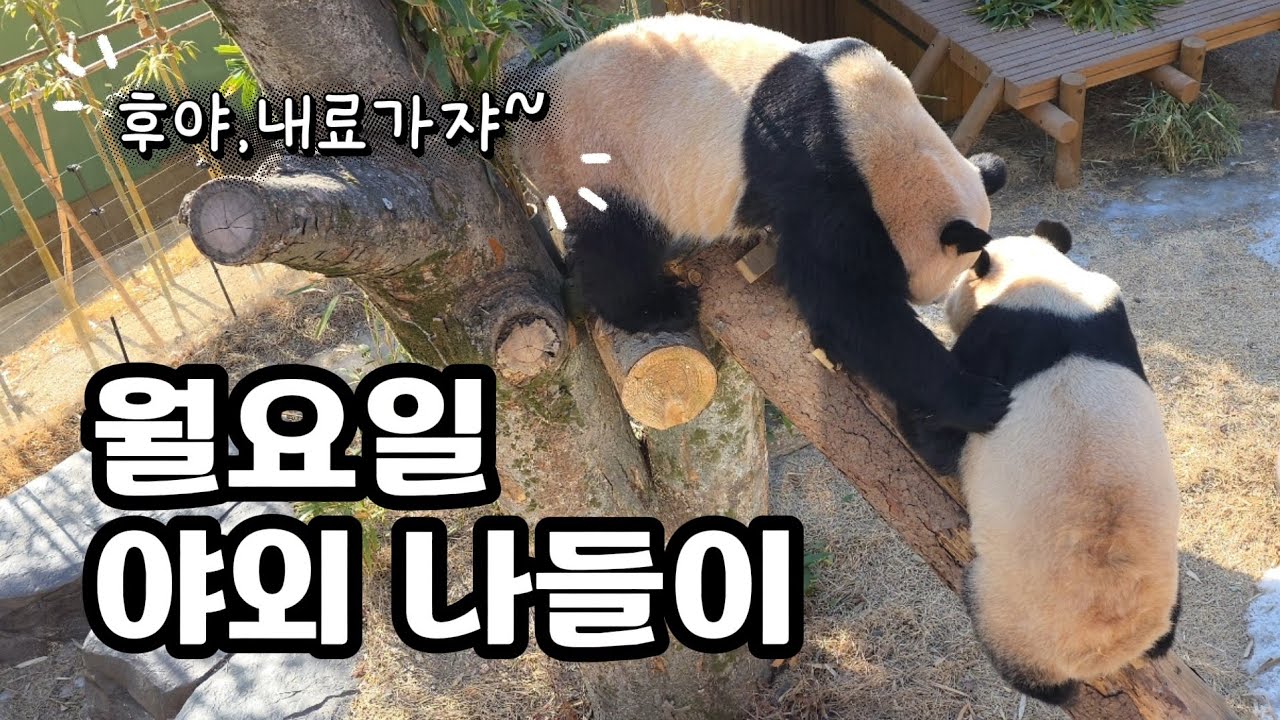 현장영상 🎦월요일 야외 나들이 | 후야 내료가쟈🎦 💕🐼루이바오🐼후이바오💕 🗓20260209