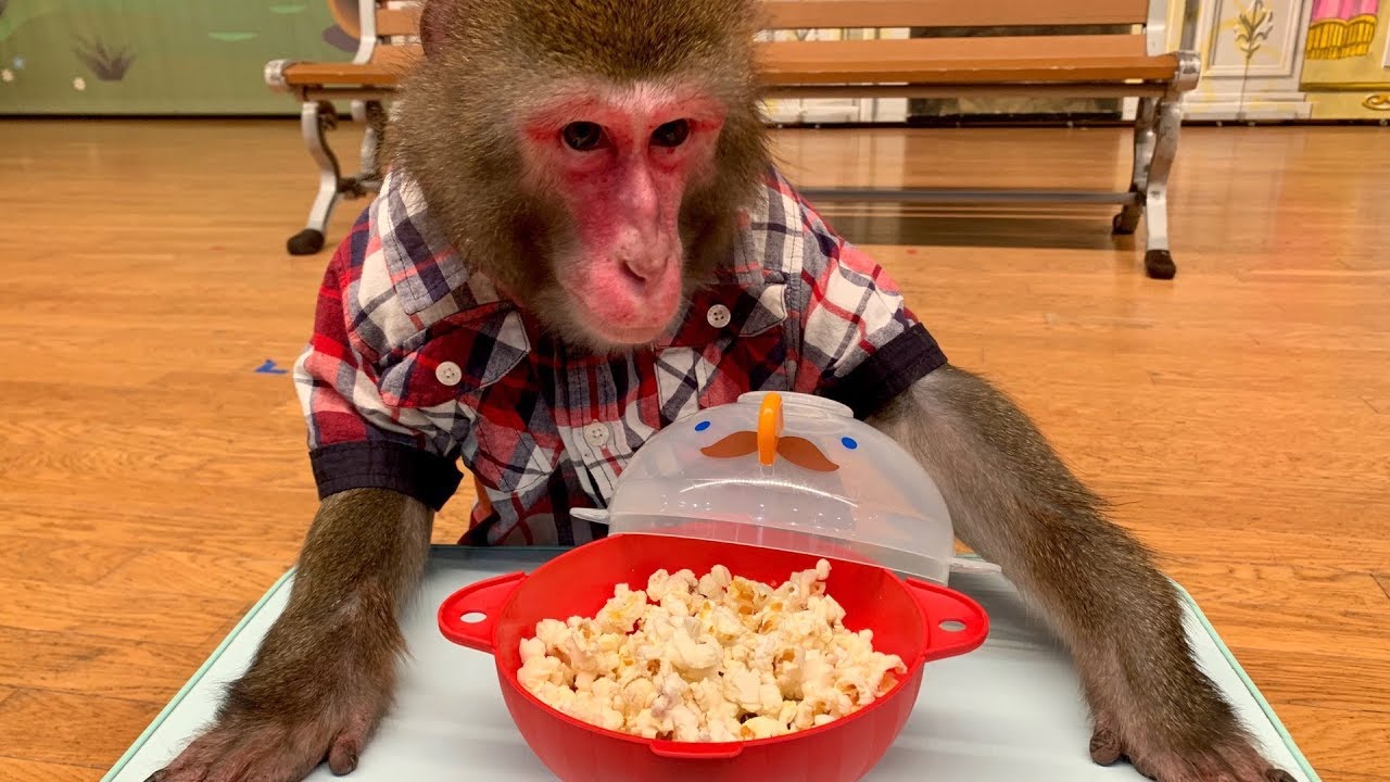 レンジでポップコーンが作れる装置にお猿さん大満足！！