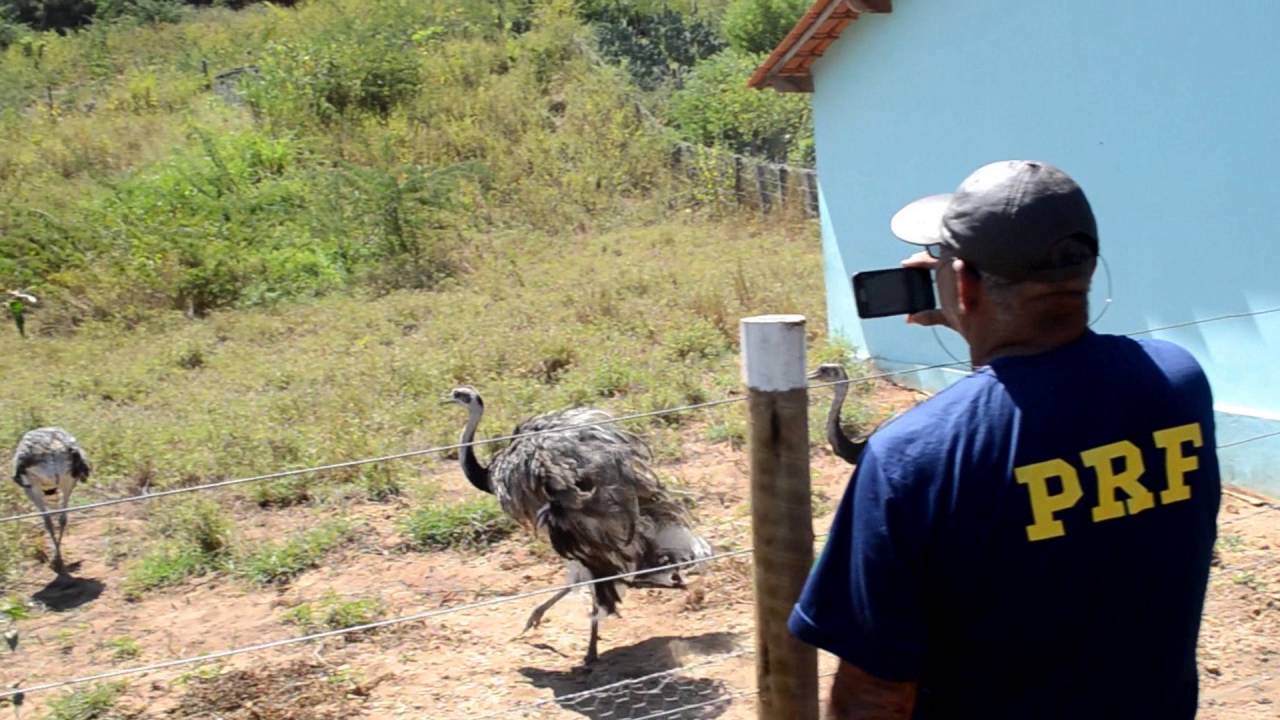 Soltura de emas na Fazenda Realeza