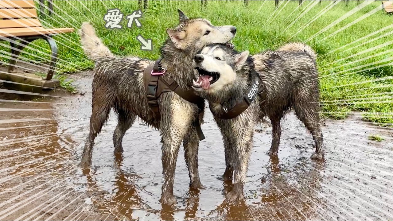 【泥ハス会】や、やめてくれ...（泣）　愛犬がまたやらかしちゃいました・・・