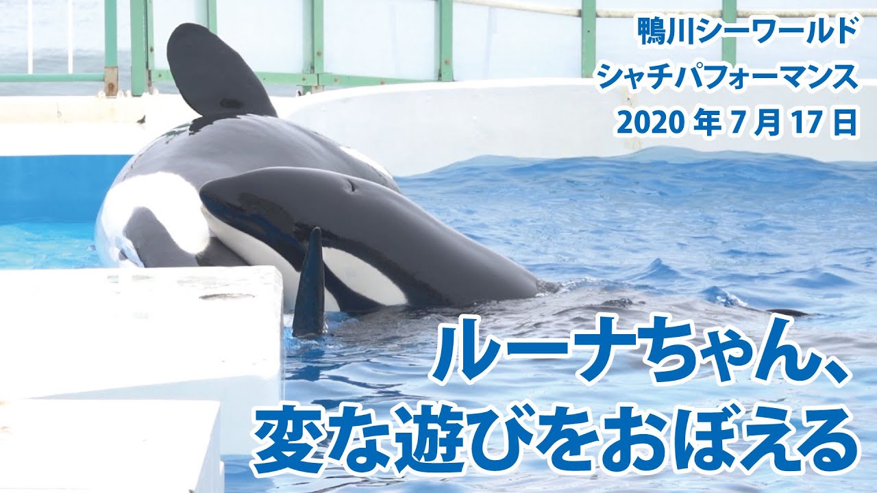 ルーナちゃん、変な遊びをおぼえる【2020年7月17日　鴨川シーワールド　シャチパフォーマンス】Killer whale performance, Kamogawa Sea World, Ja