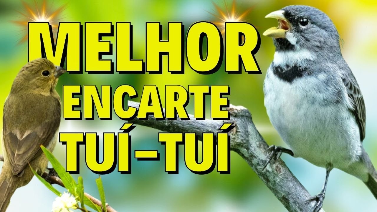 🔴MELHOR CANTO DE COLEIRO TUI TUI  PARA ENCARTE 🔴🔴ÁUDIO COM FÊMEA LOUCO CHAMANDO🔴TURBINE SEU PARDO🔴