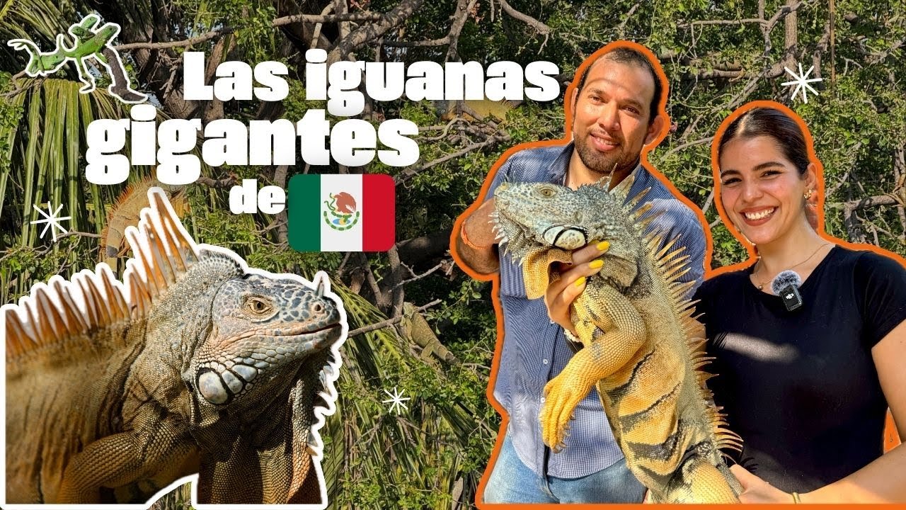 Las Iguanas Gigantes de México. 🇲🇽🦎