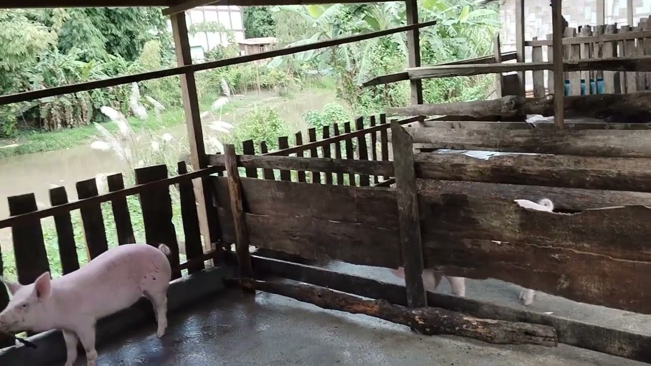 Sanitize  the farm#small piggery #farming #pig #animals 