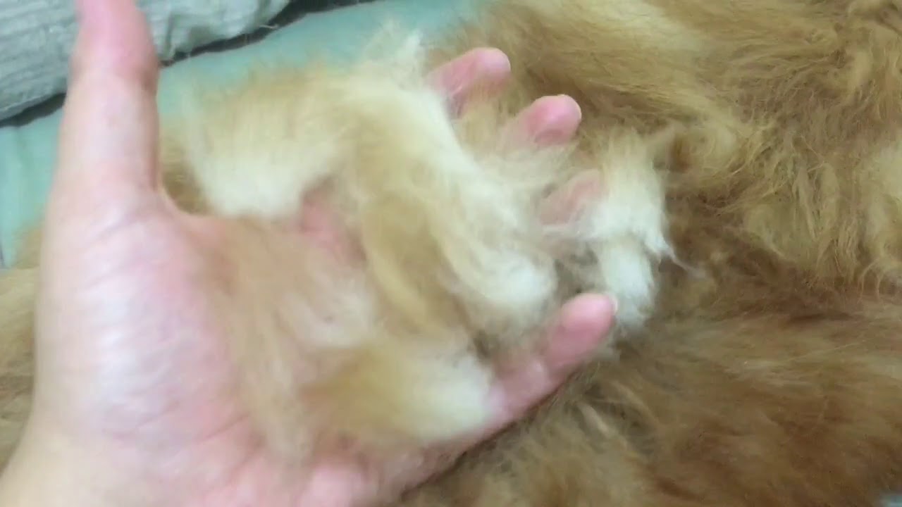 Spitz na grande troca de pelos / Chega o verão, solta pelo de inverno.