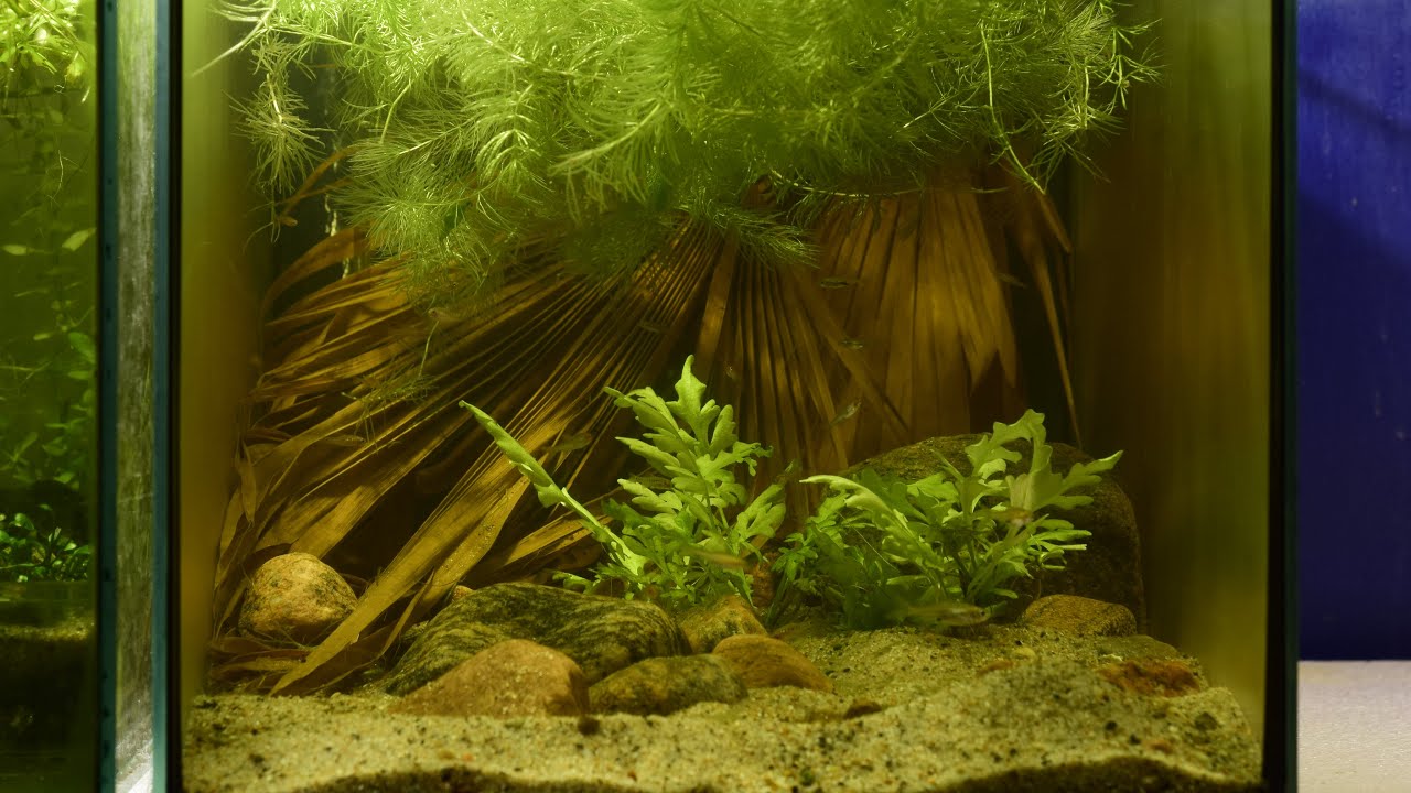 Myanmar Lake Aquarium - June 2020