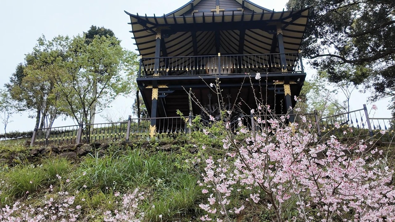 【2026賞櫻EP12】🌸《寺院山櫻》再彷三峽佛山寺 # 墨染櫻# 古寺裡的山櫻不張揚、不繁密、花色偏淡#與石階、苔痕一起共存在