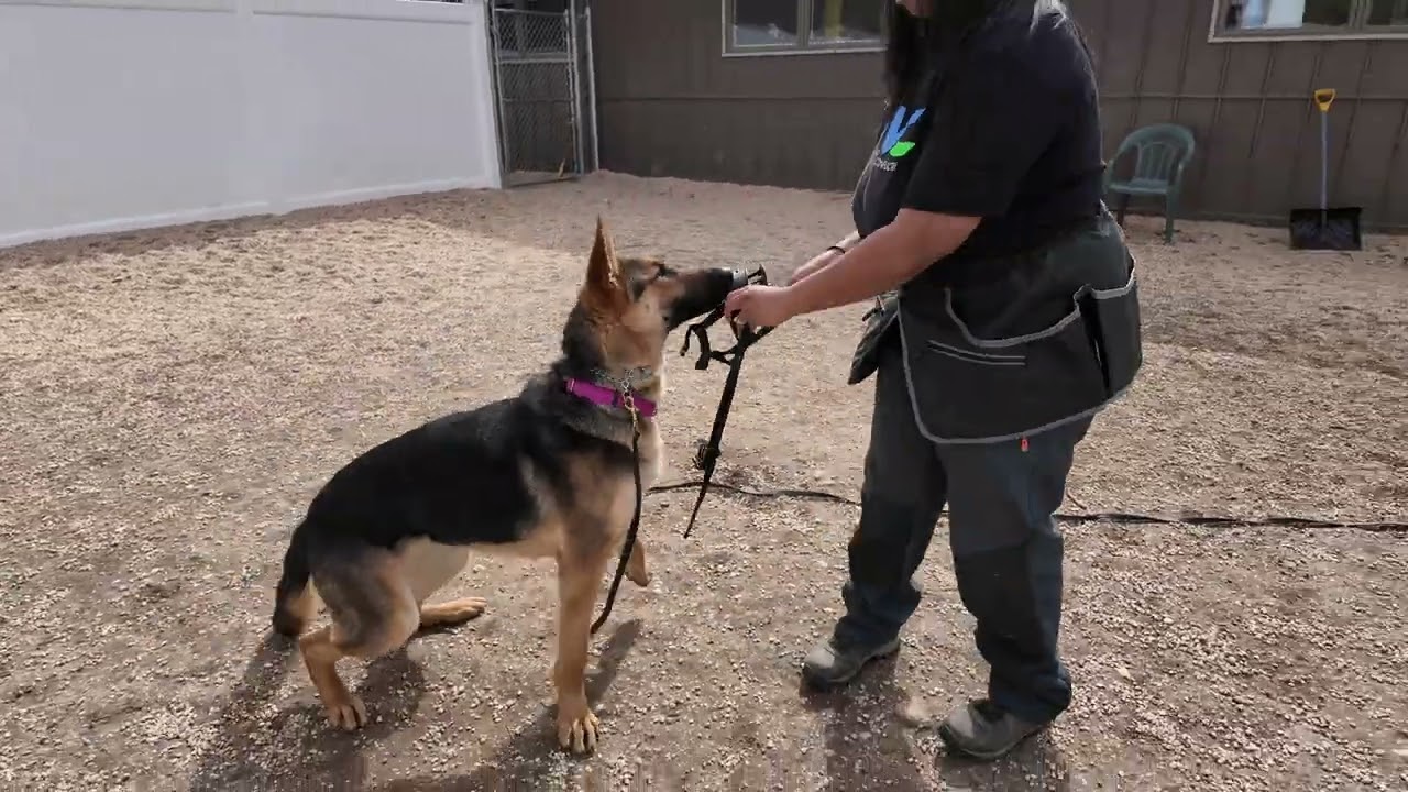 Muzzle training session #1 Skye
