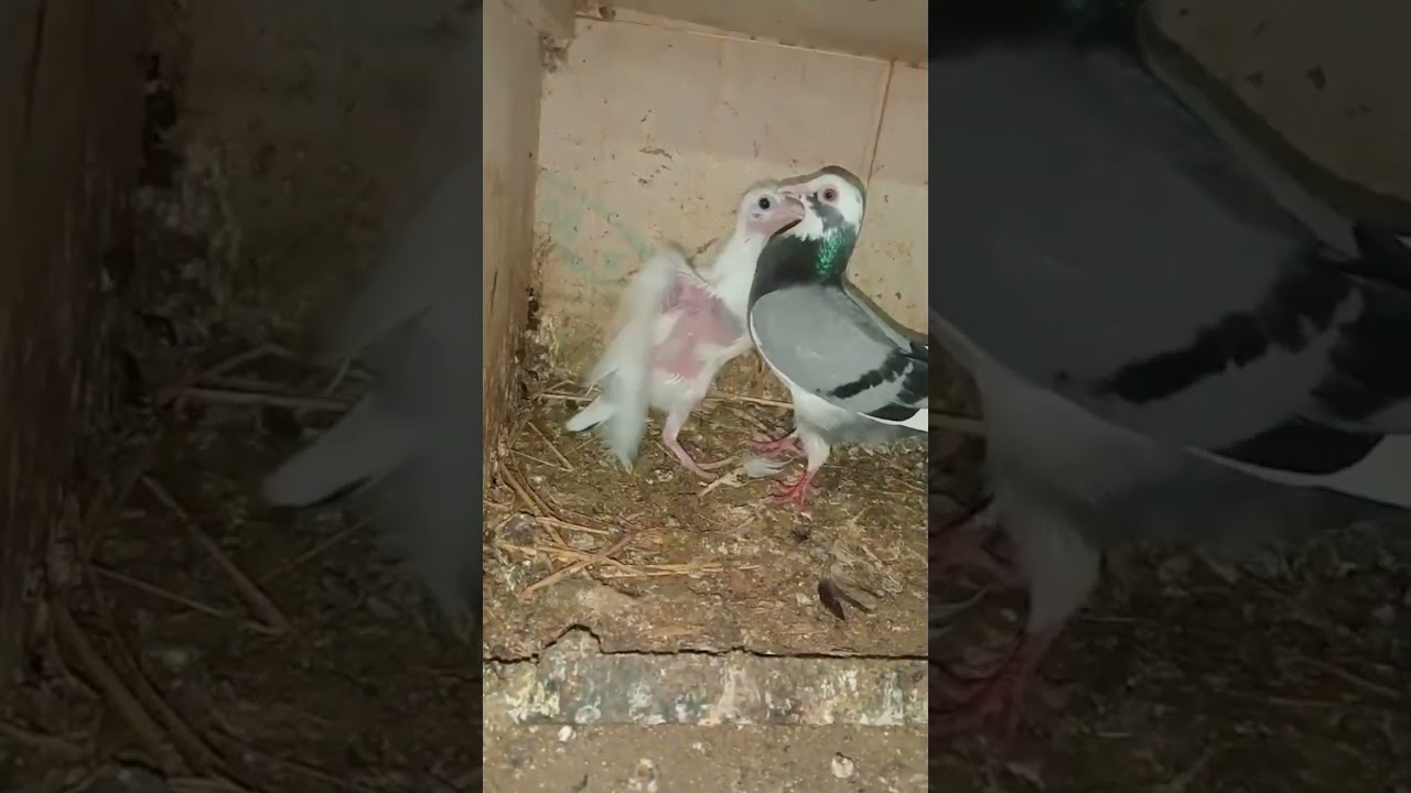 Top quality high flyer 🕊️#birds #pigeon #kabutar #pigeonbird #puravida #pura #highflyer #shortvideo