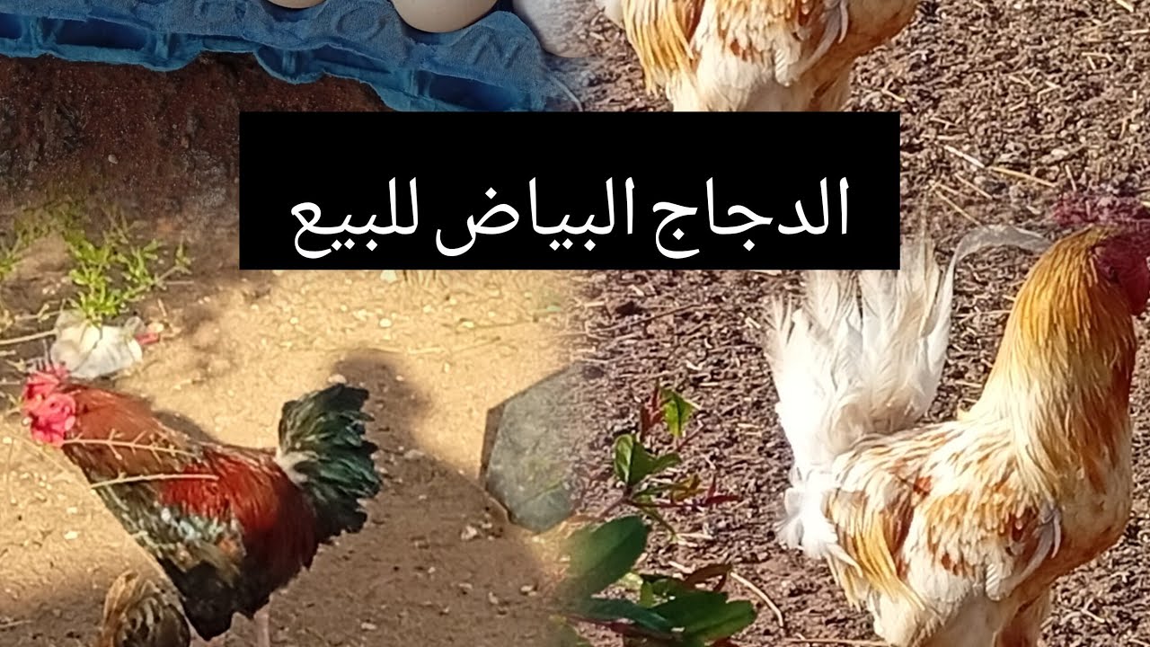 خليط السلالات للبيع للتواصل عبر الواتساب 0681147510